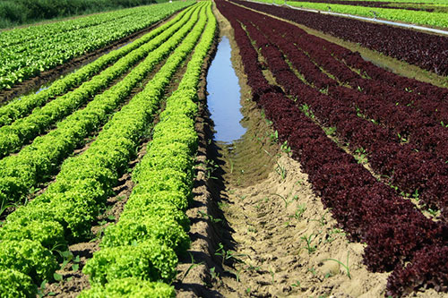 621 - PRODUÇÃO AGRÍCOLA E ANIMAL